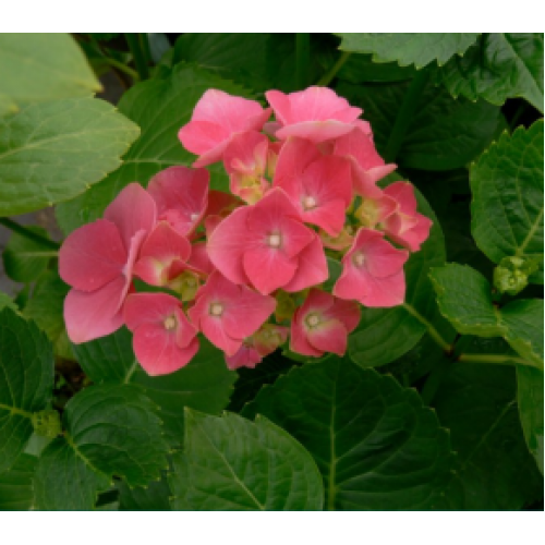 Pink Bouquet Hydrangea 1 Plants Mophead Flowering Shrubs macrophylla